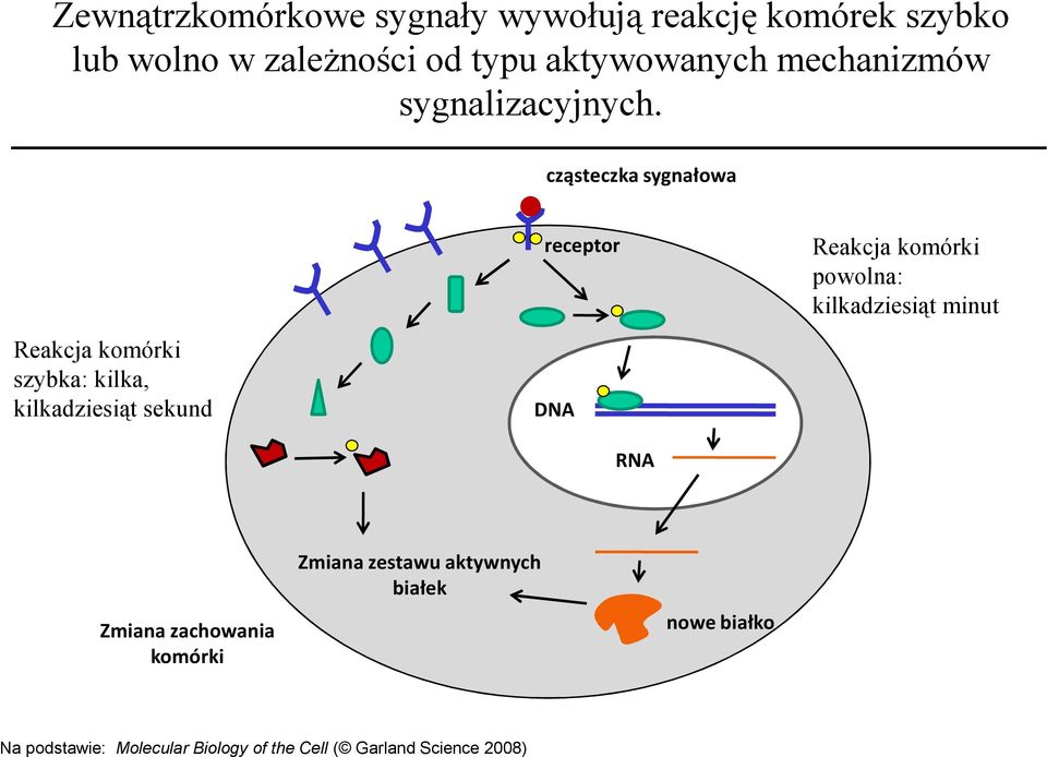 cząsteczka sygnałowa Reakcja komórki szybka: kilka, kilkadziesiąt sekund receptor DNA RNA Reakcja