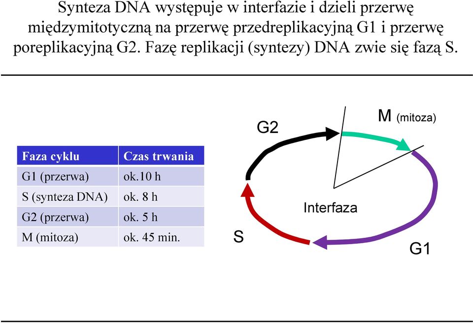 Fazę replikacji (syntezy) DNA zwie się fazą S.
