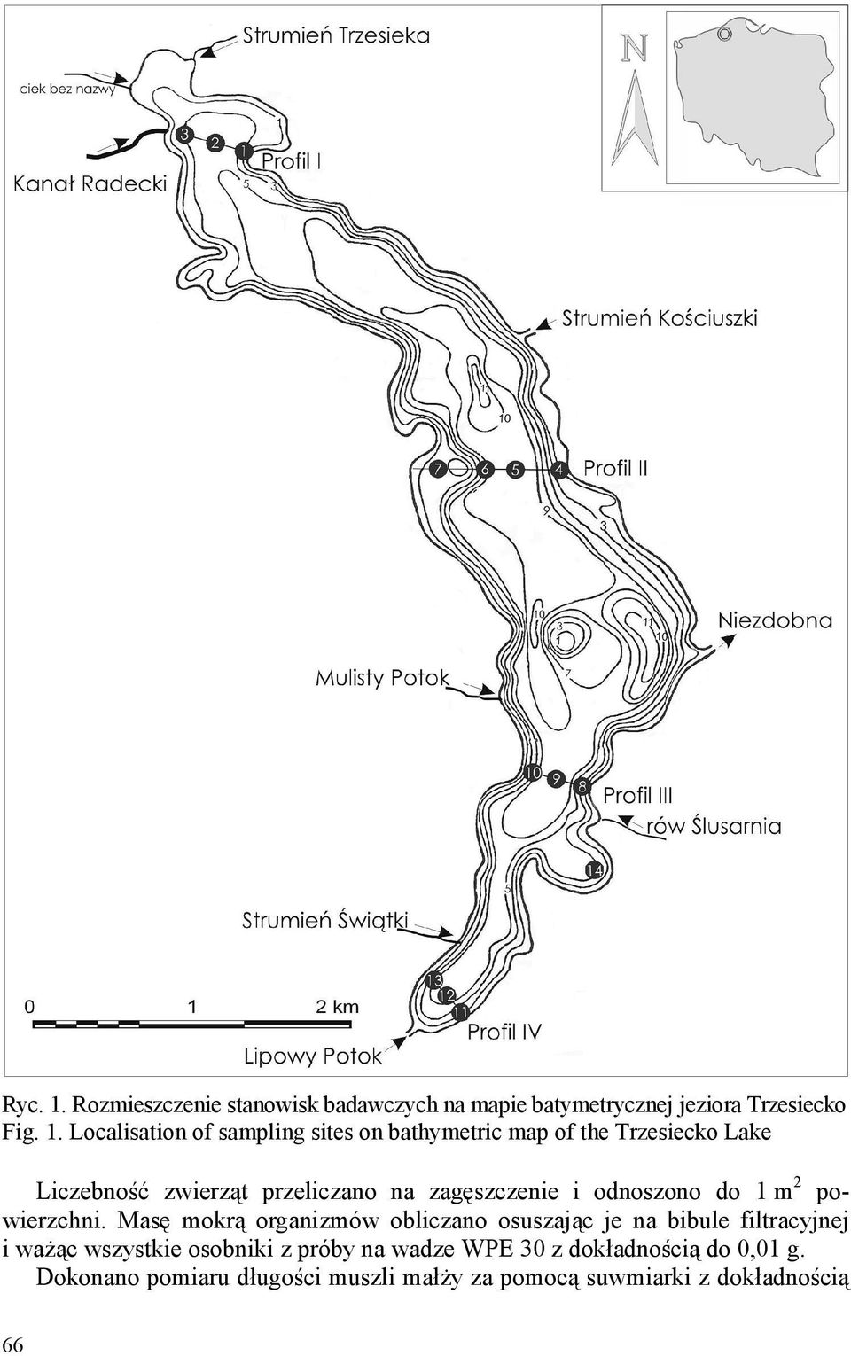 Localisation of sampling sites on bathymetric map of the Trzesiecko Lake Liczebność zwierząt przeliczano na
