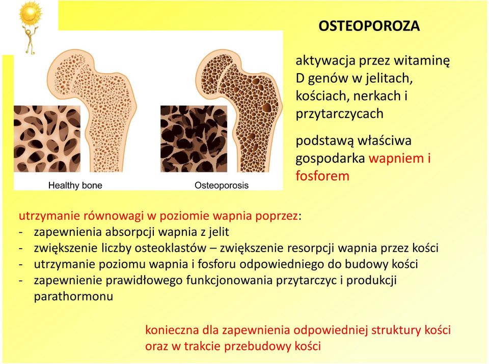 zwiększenie resorpcji wapnia przez kości - utrzymanie poziomu wapnia i fosforu odpowiedniego do budowy kości - zapewnienie