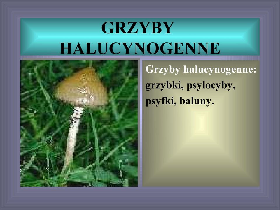 Grzyby