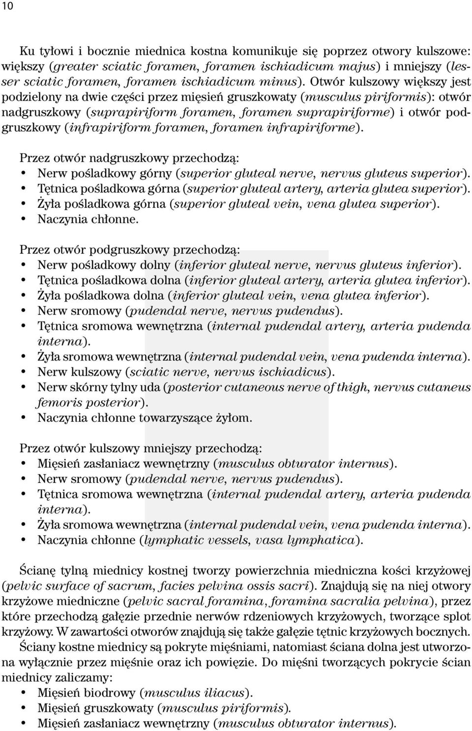 Otwór kulszowy większy jest podzielony na dwie części przez mięsień gruszkowaty (musculus piriformis): otwór nadgruszkowy (suprapiriform foramen, foramen suprapiriforme) i otwór podgruszkowy