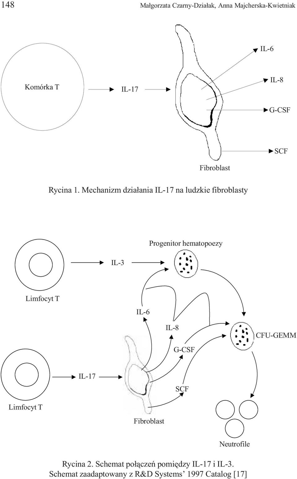 Mechanizm dzia³ania IL-17 na ludzkie fibroblasty Progenitor Progenitor hematopoezy IL-3 IL-3 Limfocyt T IL-6