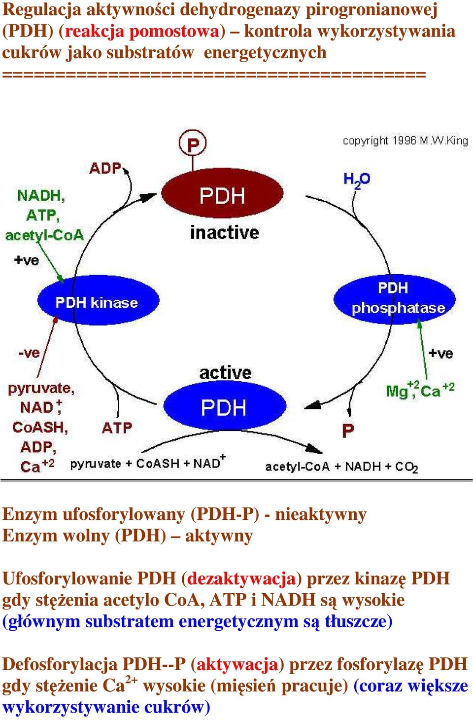 Ufosforylowanie PDH (dezaktywacja) przez kinazę PDH gdy stęŝenia acetylo CoA, ATP i NADH są wysokie (głównym substratem energetycznym