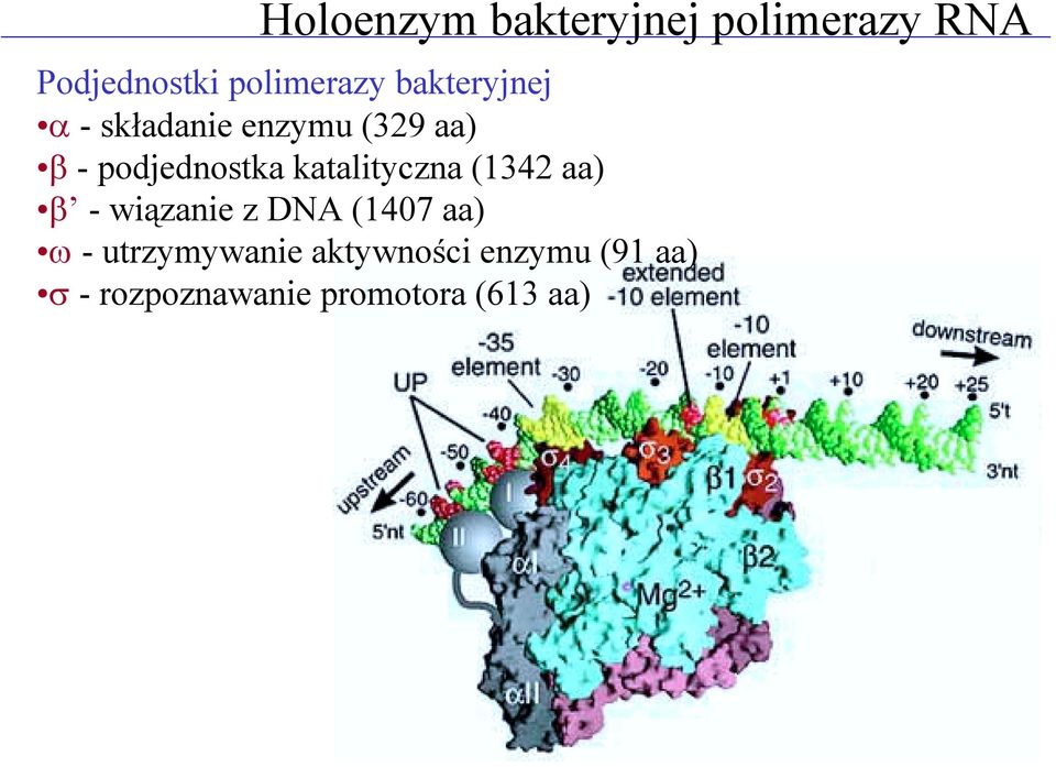 katalityczna (1342 aa) β -wiązanie z DNA (1407 aa) ω -