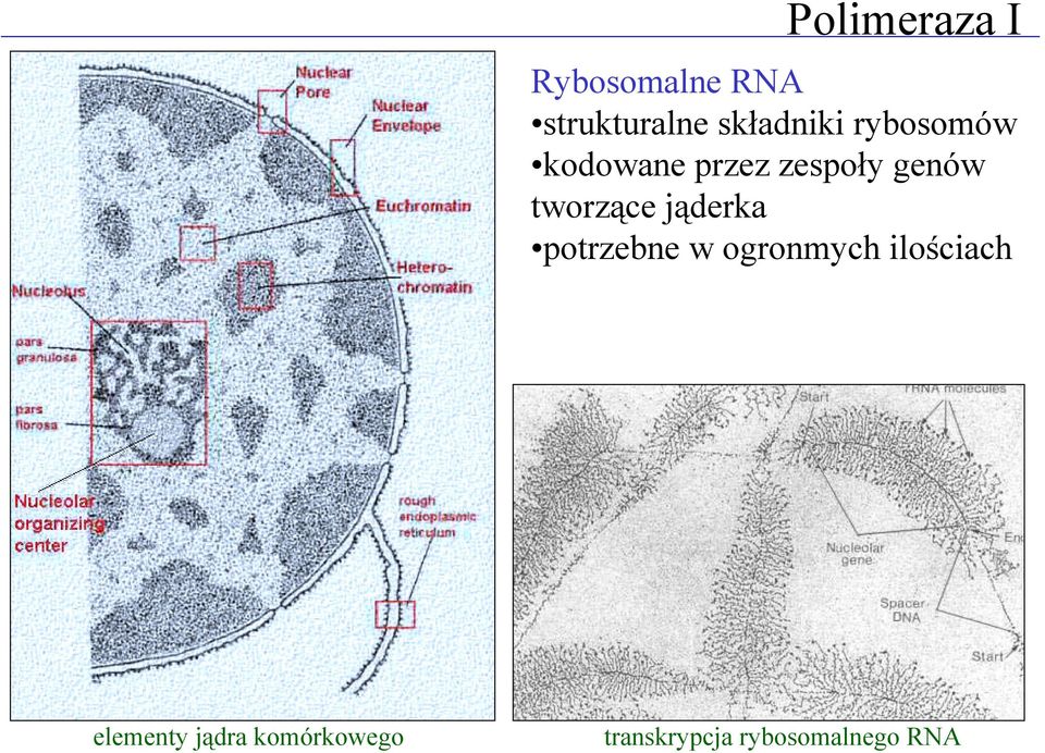 tworzące jąderka potrzebne w ogronmych ilościach