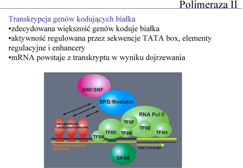 regulowana przez sekwencje TATA box, elementy