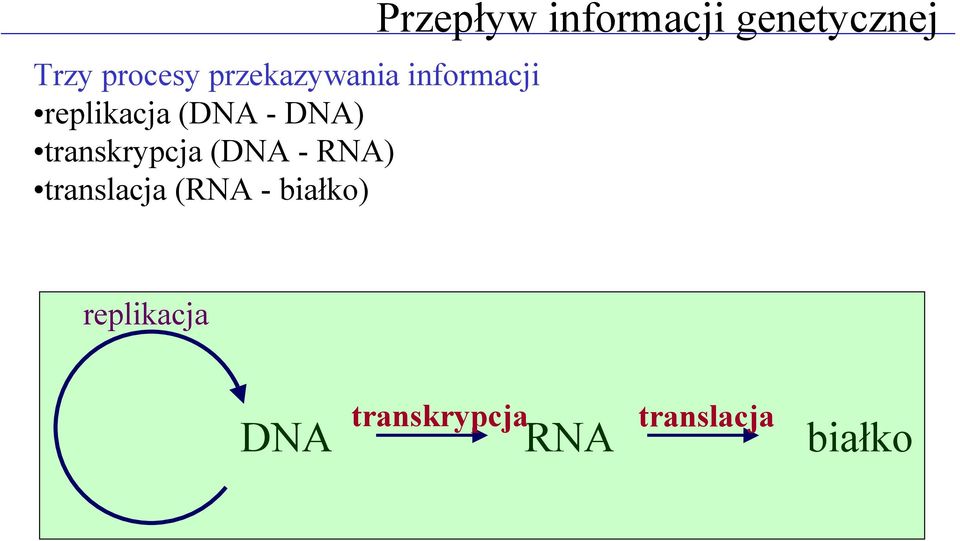 (RNA - białko) Przepływ informacji genetycznej