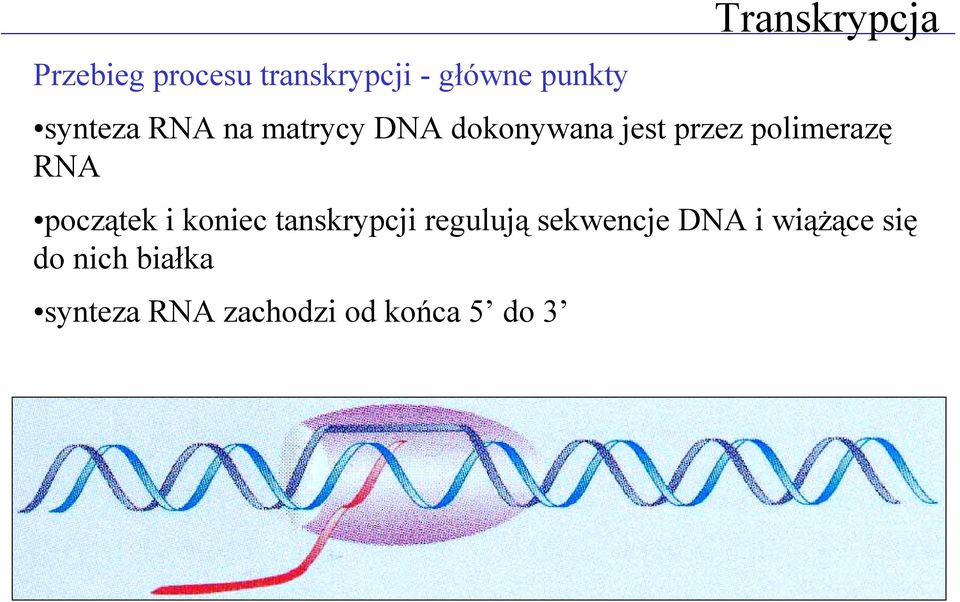 RNA początek i koniec tanskrypcji regulują sekwencje DNA i