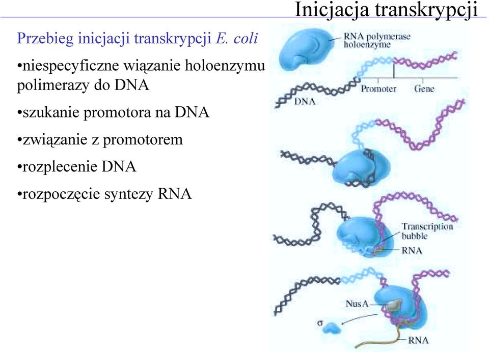 do DNA szukanie promotora na DNA związanie z