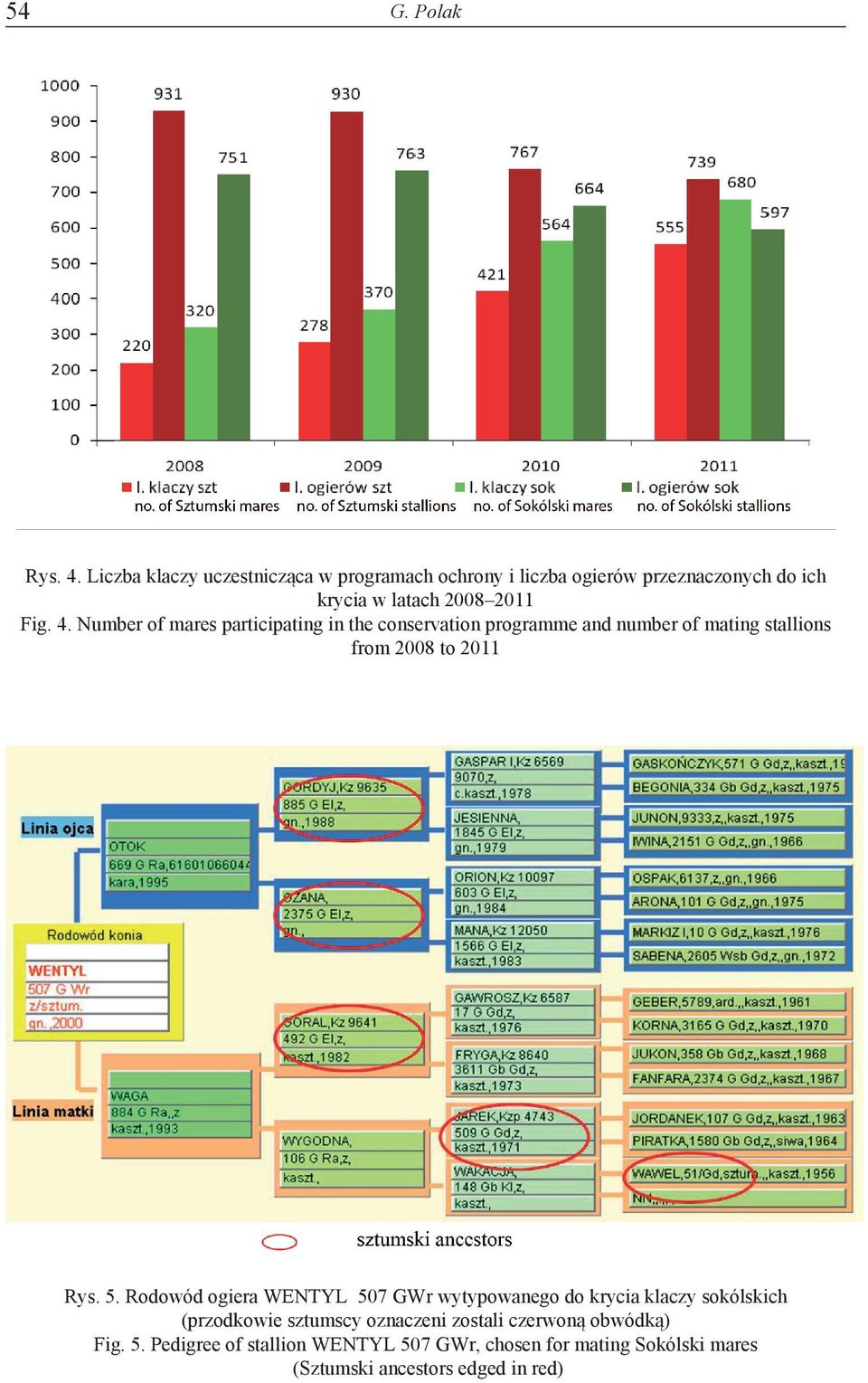 Number of mares participating in the conservation programme and number of mating stallions from 2008 to 2011 Rys. 5.