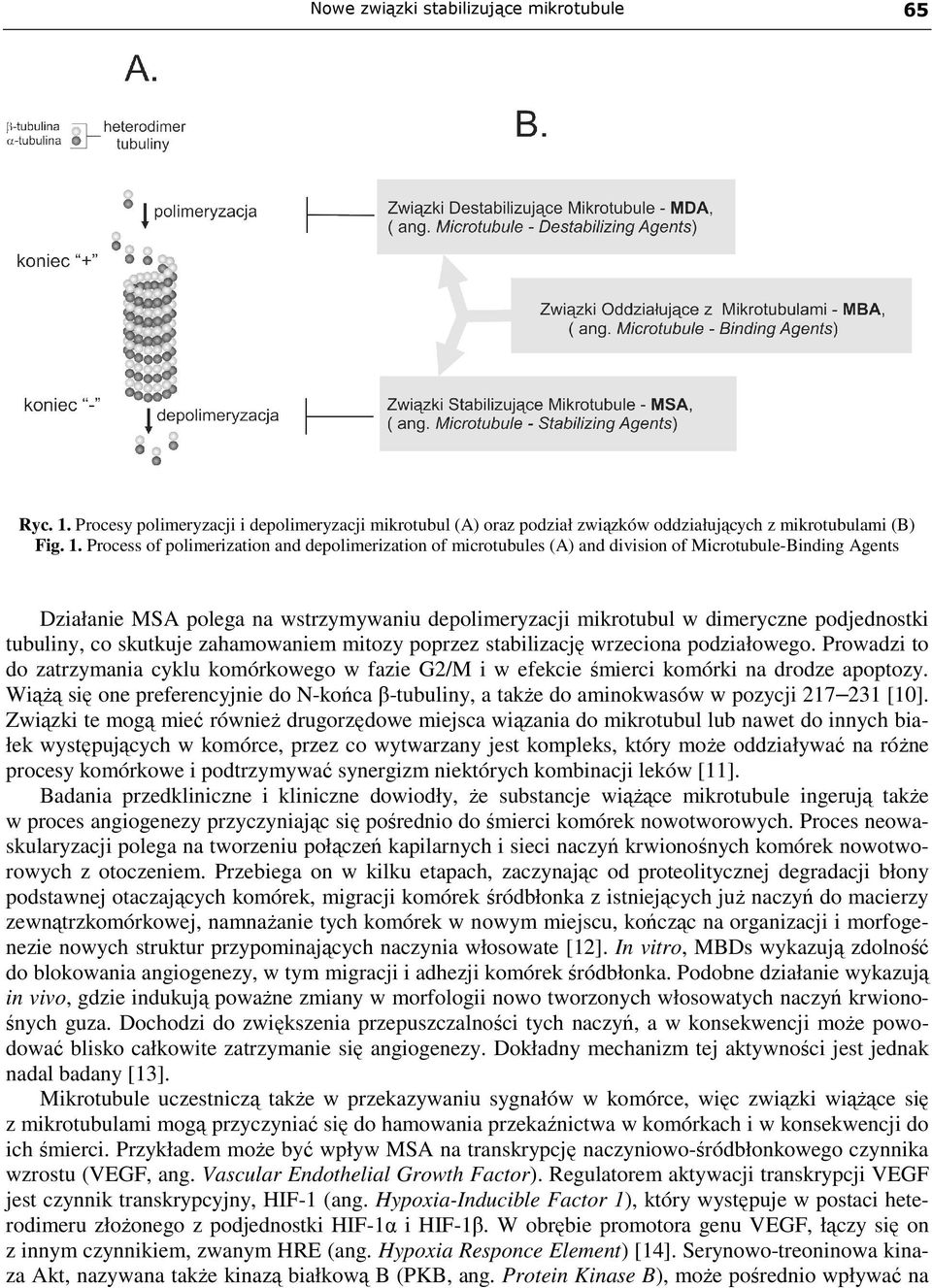 Process of polimerization and depolimerization of microtubules (A) and division of Microtubule-Binding Agents Działanie MSA polega na wstrzymywaniu depolimeryzacji mikrotubul w dimeryczne