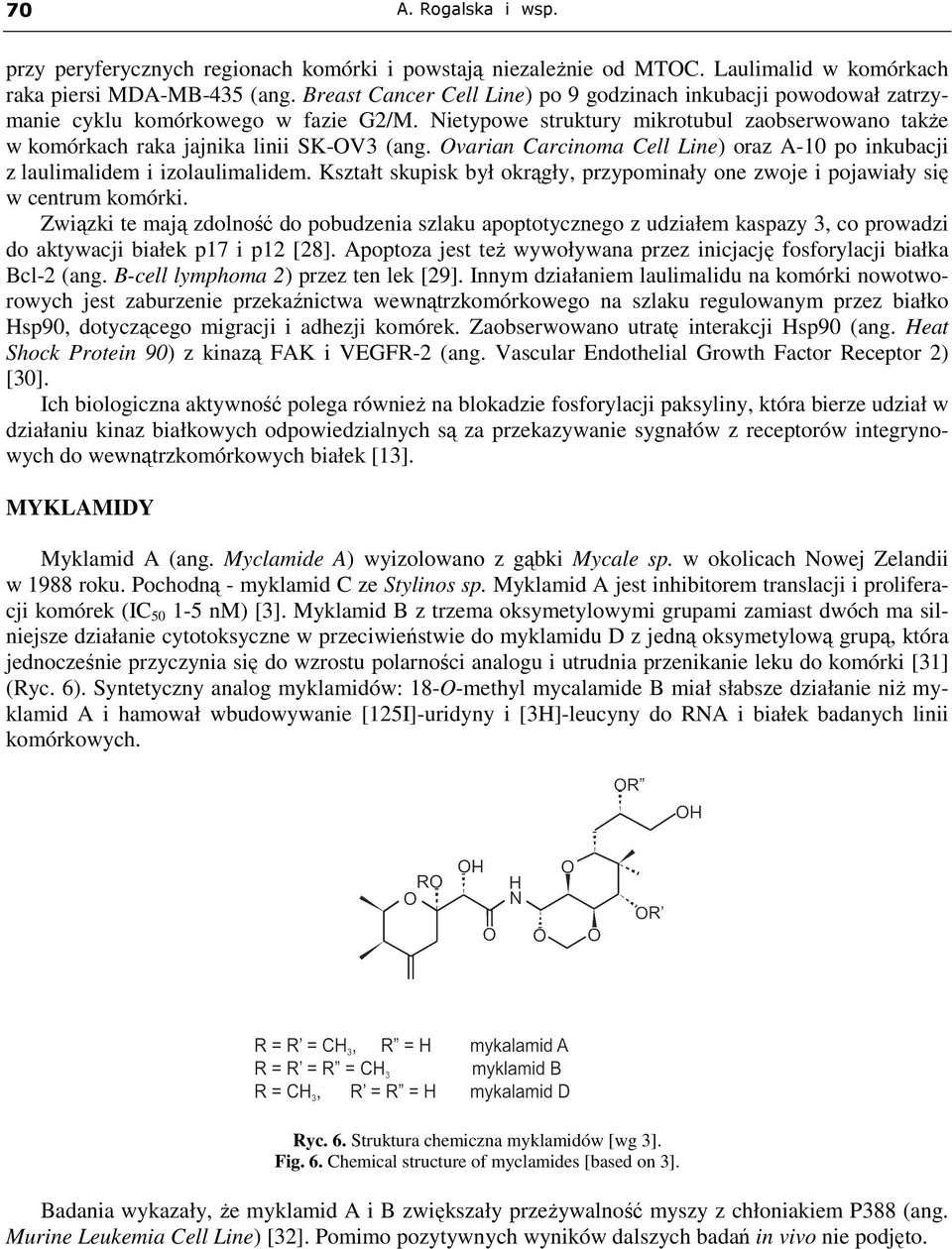 Ovarian Carcinoma Cell Line) oraz A-10 po inkubacji z laulimalidem i izolaulimalidem. Kształt skupisk był okrągły, przypominały one zwoje i pojawiały się w centrum komórki.