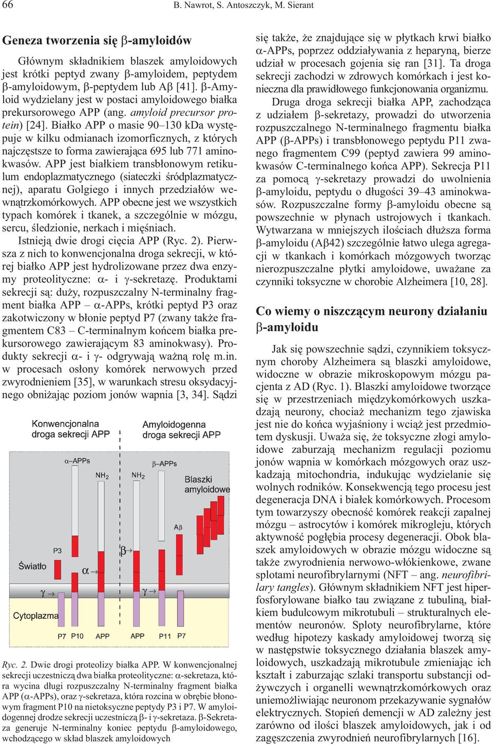 Bia³ko APP o masie 90 130 kda wystêpuje w kilku odmianach izomorficznych, z których najczêstsze to forma zawieraj¹ca 695 lub 771 aminokwasów.