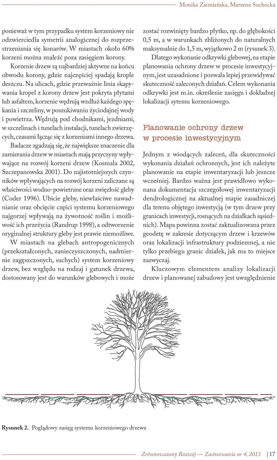 Na ulicach, gdzie przeważnie linia skapywania kropel z korony drzew jest pokryta płytami lub asfaltem, korzenie wędrują wzdłuż każdego spękania i szczeliny, w poszukiwaniu życiodajnej wody i