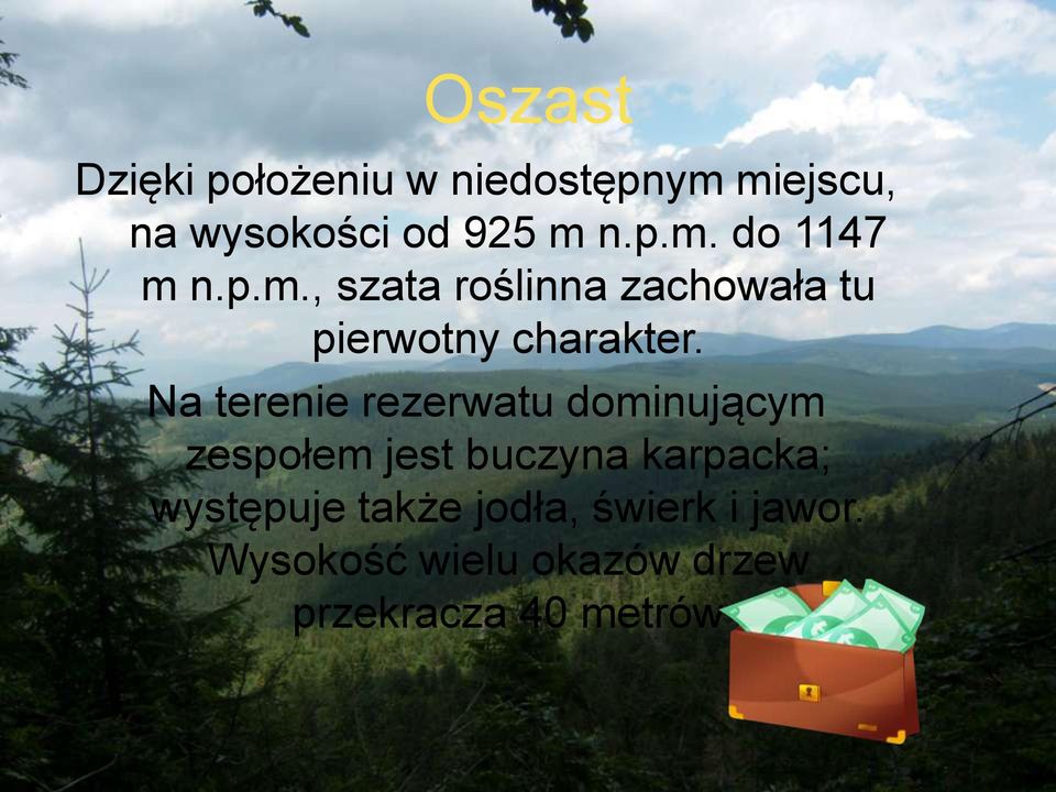 Na terenie rezerwatu dominującym zespołem jest buczyna karpacka;