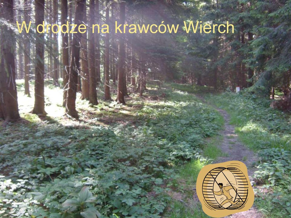 krawców