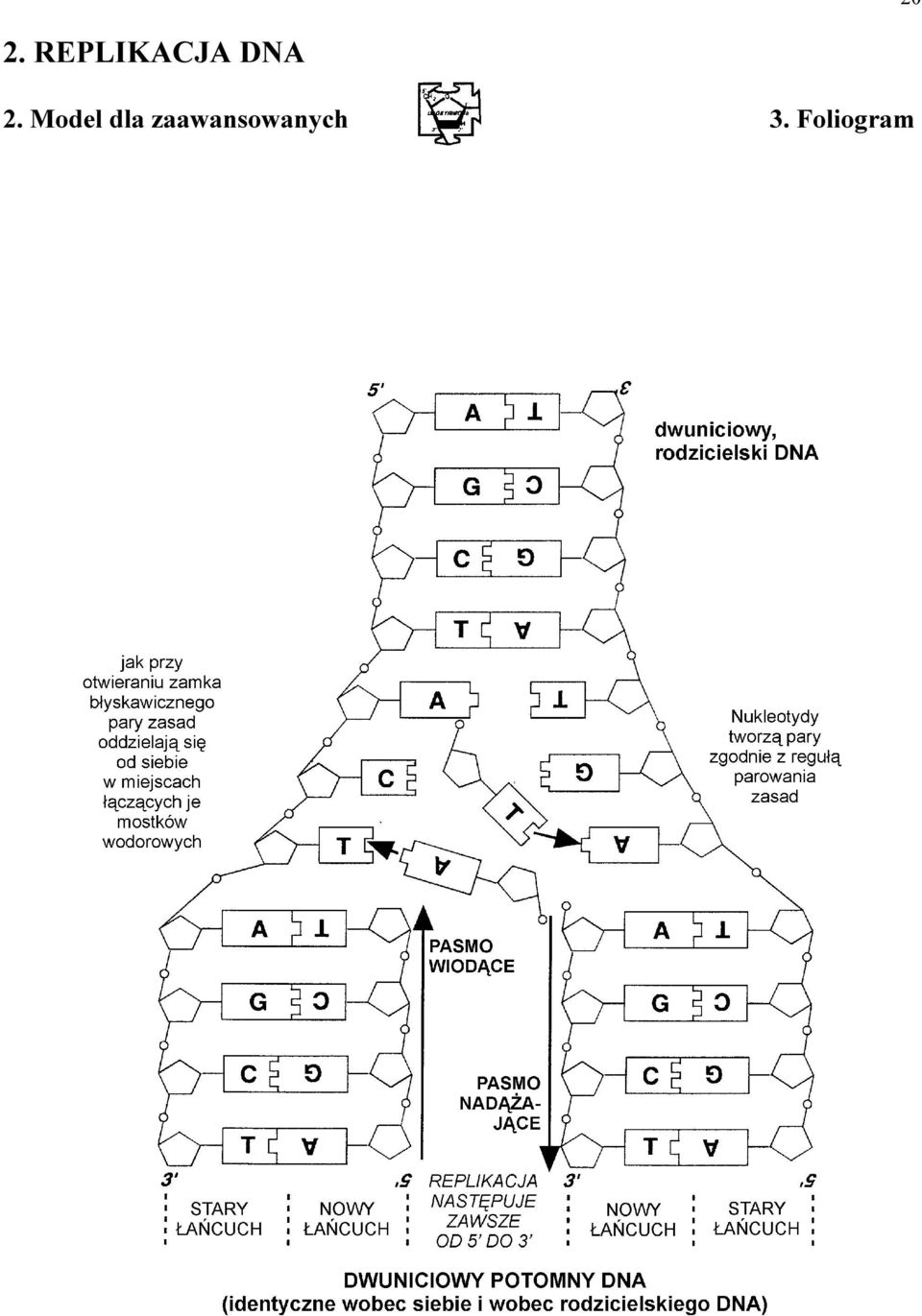 2. Model dla