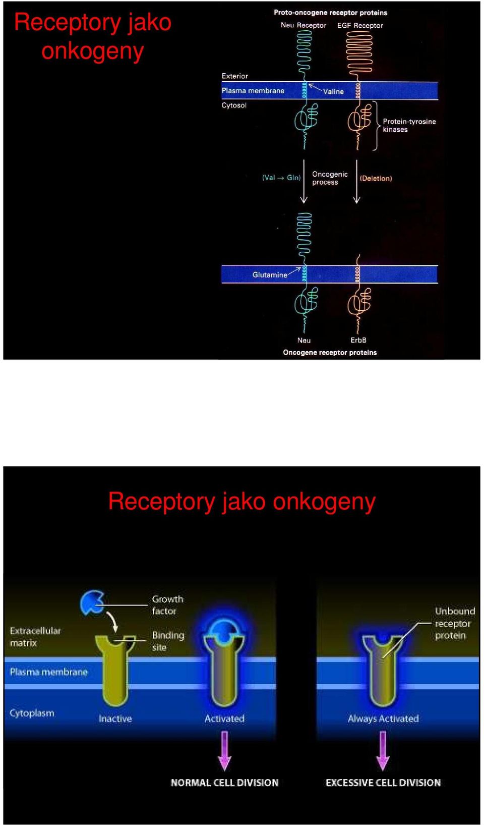 onkogeny  