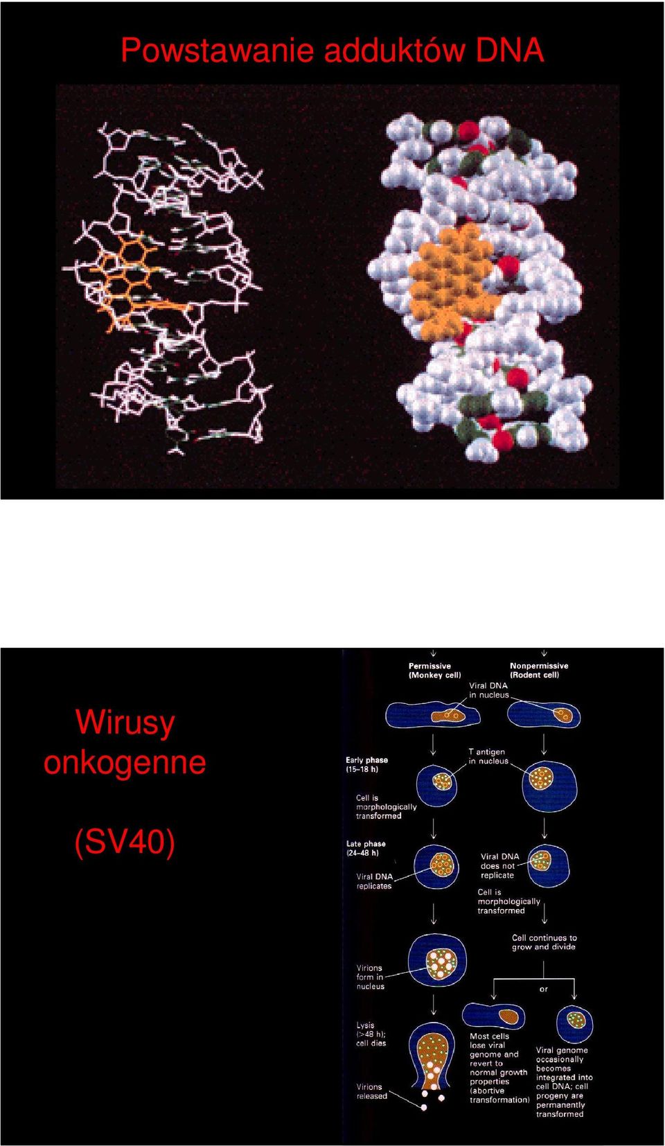 DNA Wirusy