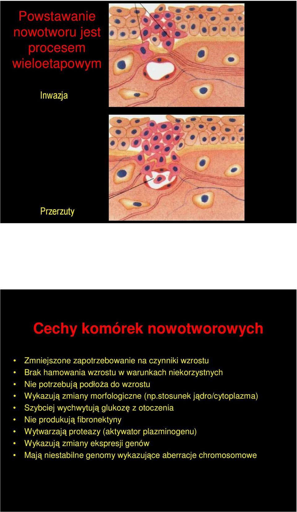 Wykazują zmiany morfologiczne (np.
