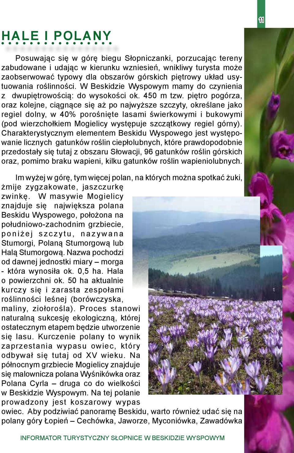 piętro pogórza, oraz kolejne, ciągnące się aż po najwyższe szczyty, określane jako regiel dolny, w 40% porośnięte lasami świerkowymi i bukowymi (pod wierzchołkiem Mogielicy występuje szczątkowy