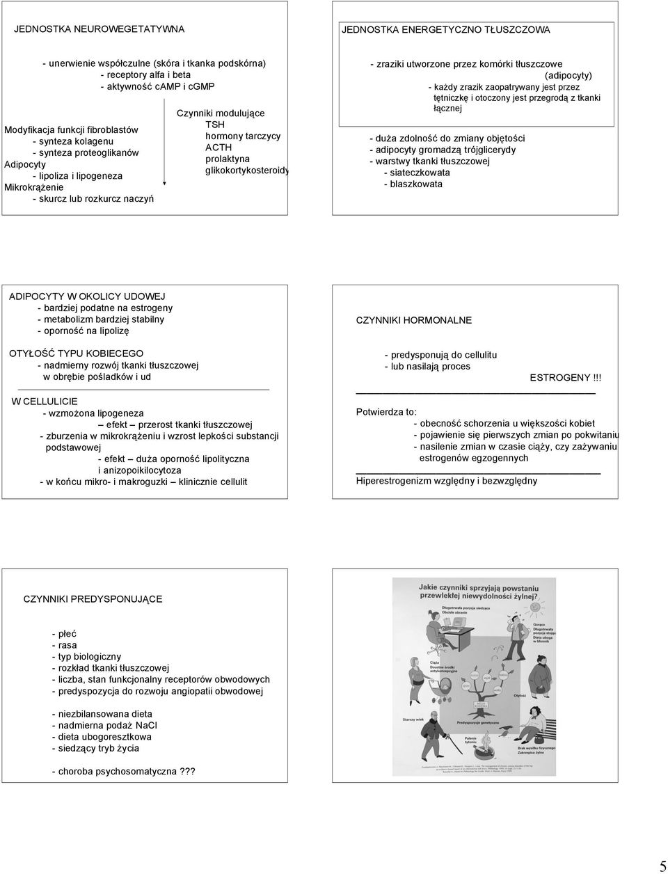 zraziki utworzone przez komórki tłuszczowe (adipocyty) - każdy zrazik zaopatrywany jest przez tętniczkę i otoczony jest przegrodą z tkanki łącznej - duża zdolność do zmiany objętości - adipocyty