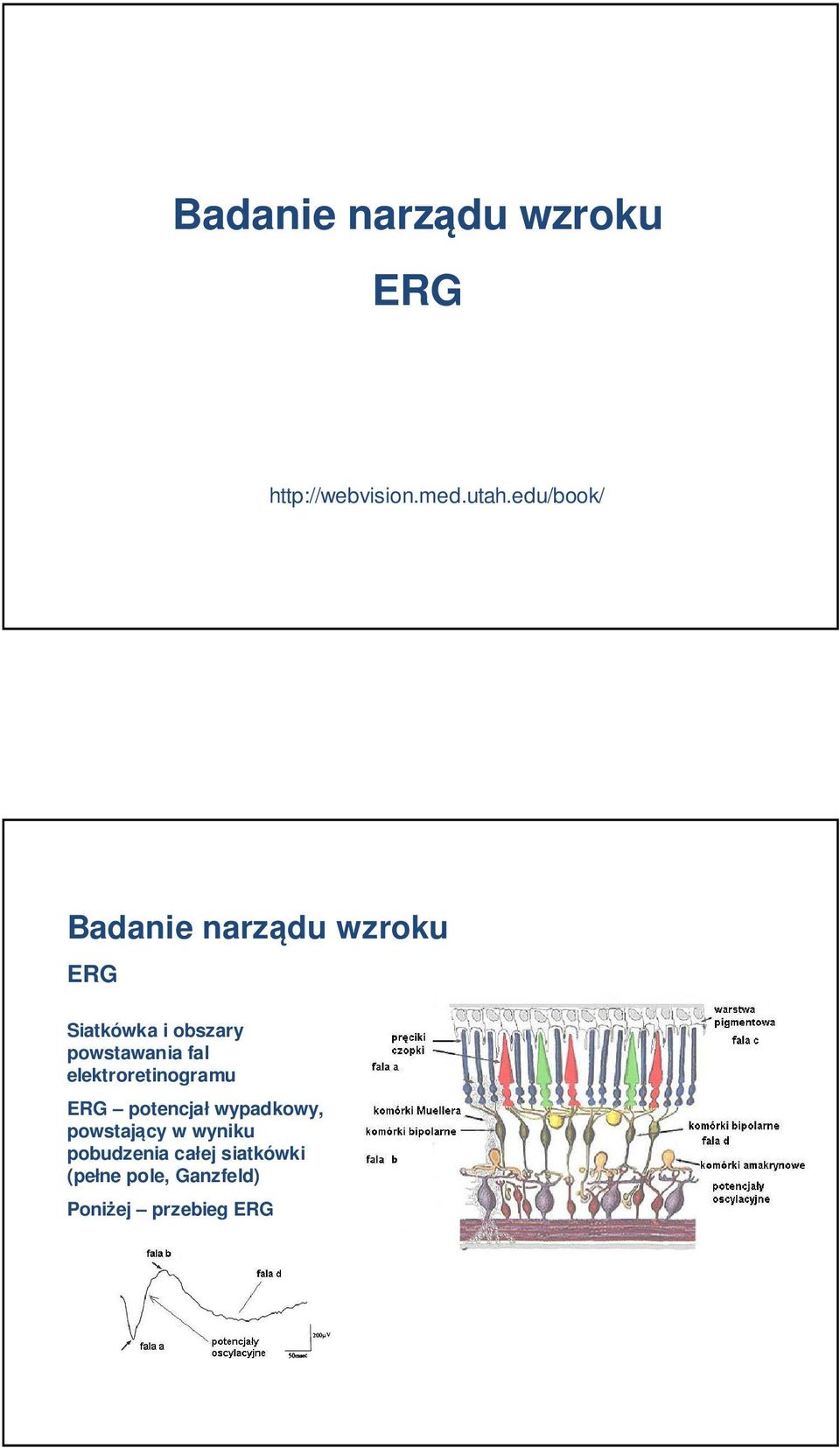 elektroretinogramu ERG potencjał wypadkowy,