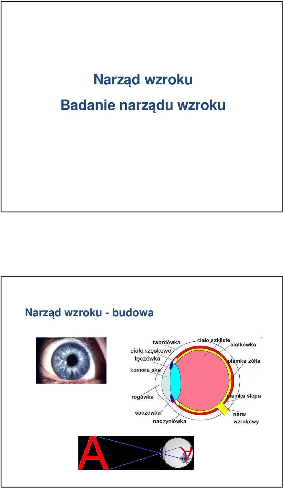 - budowa
