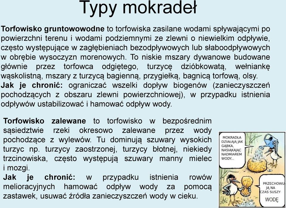 To niskie mszary dywanowe budowane głównie przez torfowca odgiętego, turzycę dzióbkowatą, wełniankę wąskolistną, mszary z turzycą bagienną, przygiełką, bagnicą torfową, olsy.