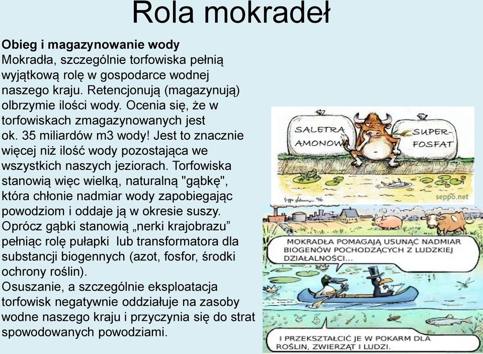 Torfowiska stanowią więc wielką, naturalną "gąbkę", która chłonie nadmiar wody zapobiegając powodziom i oddaje ją w okresie suszy.