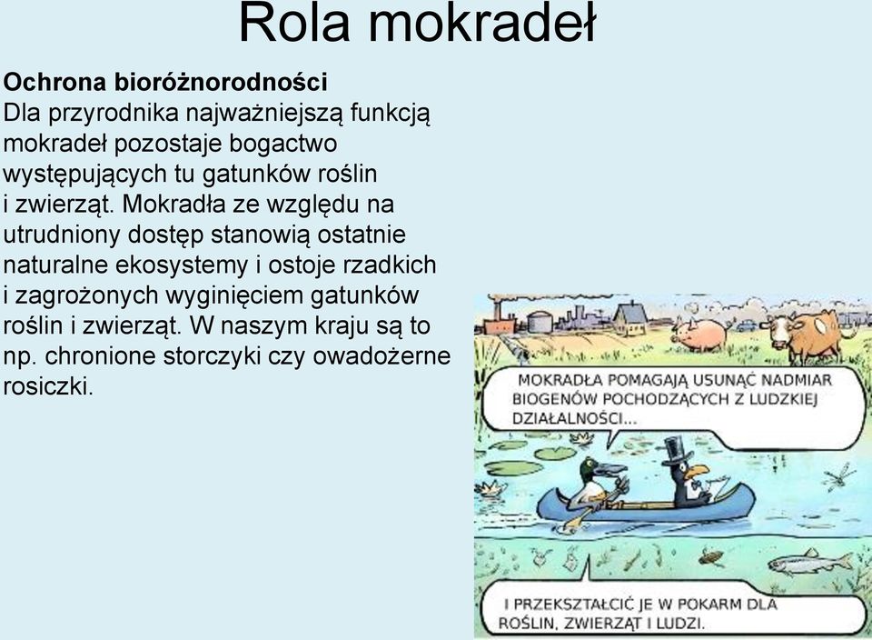 Mokradła ze względu na utrudniony dostęp stanowią ostatnie naturalne ekosystemy i ostoje