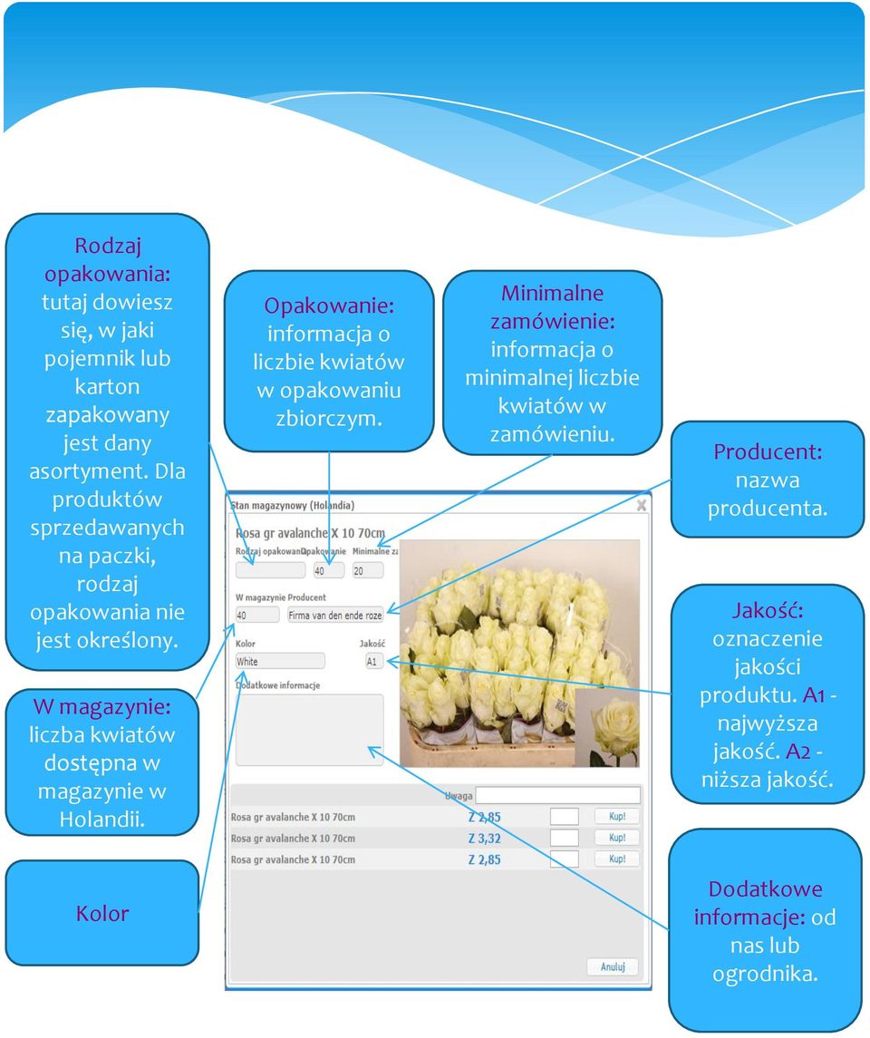 W magazynie: liczba kwiatów dostępna w magazynie w Holandii. Opakowanie: informacja o liczbie kwiatów w opakowaniu zbiorczym.