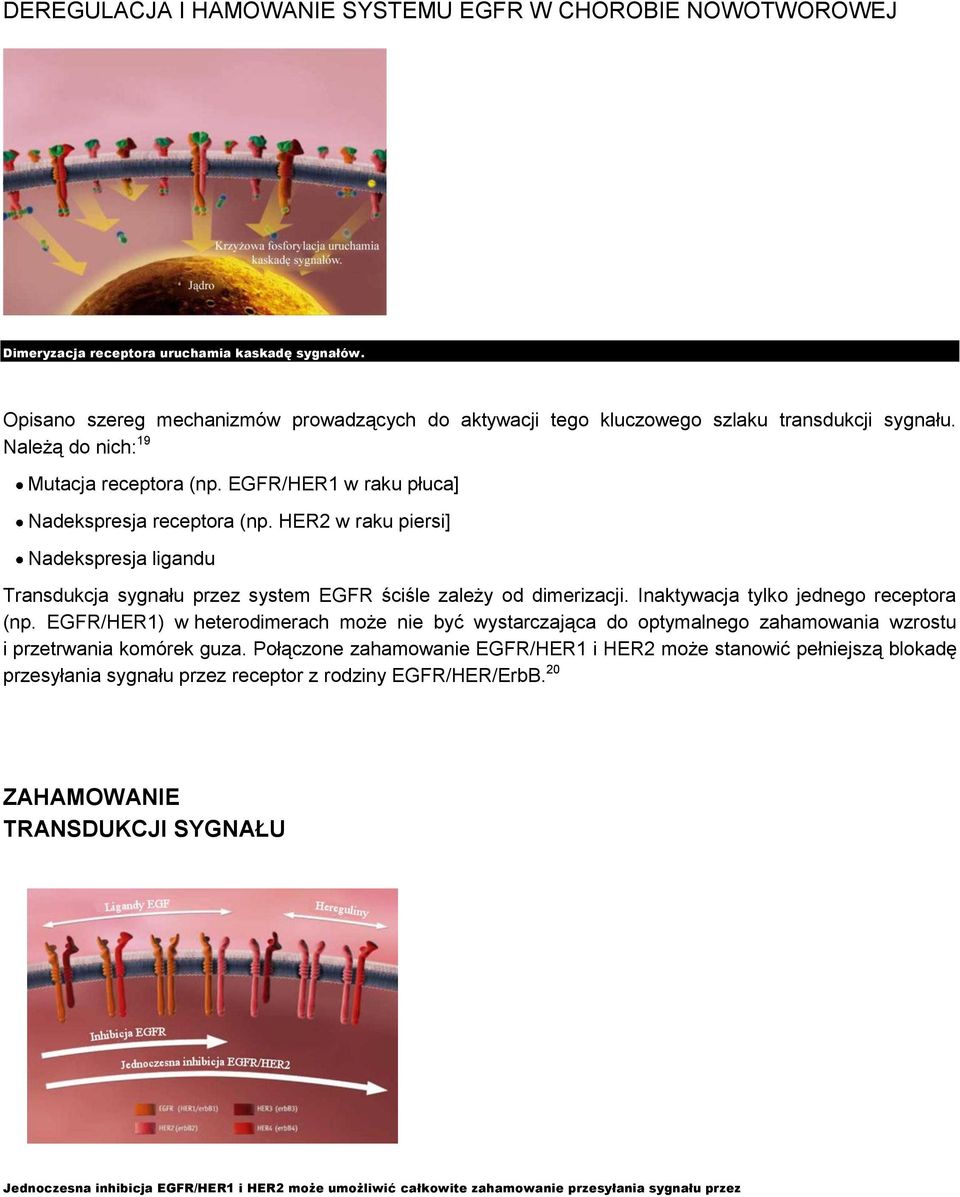 HER2 w raku piersi] Nadekspresja ligandu Transdukcja sygnału przez system EGFR ściśle zależy od dimerizacji. Inaktywacja tylko jednego receptora (np.