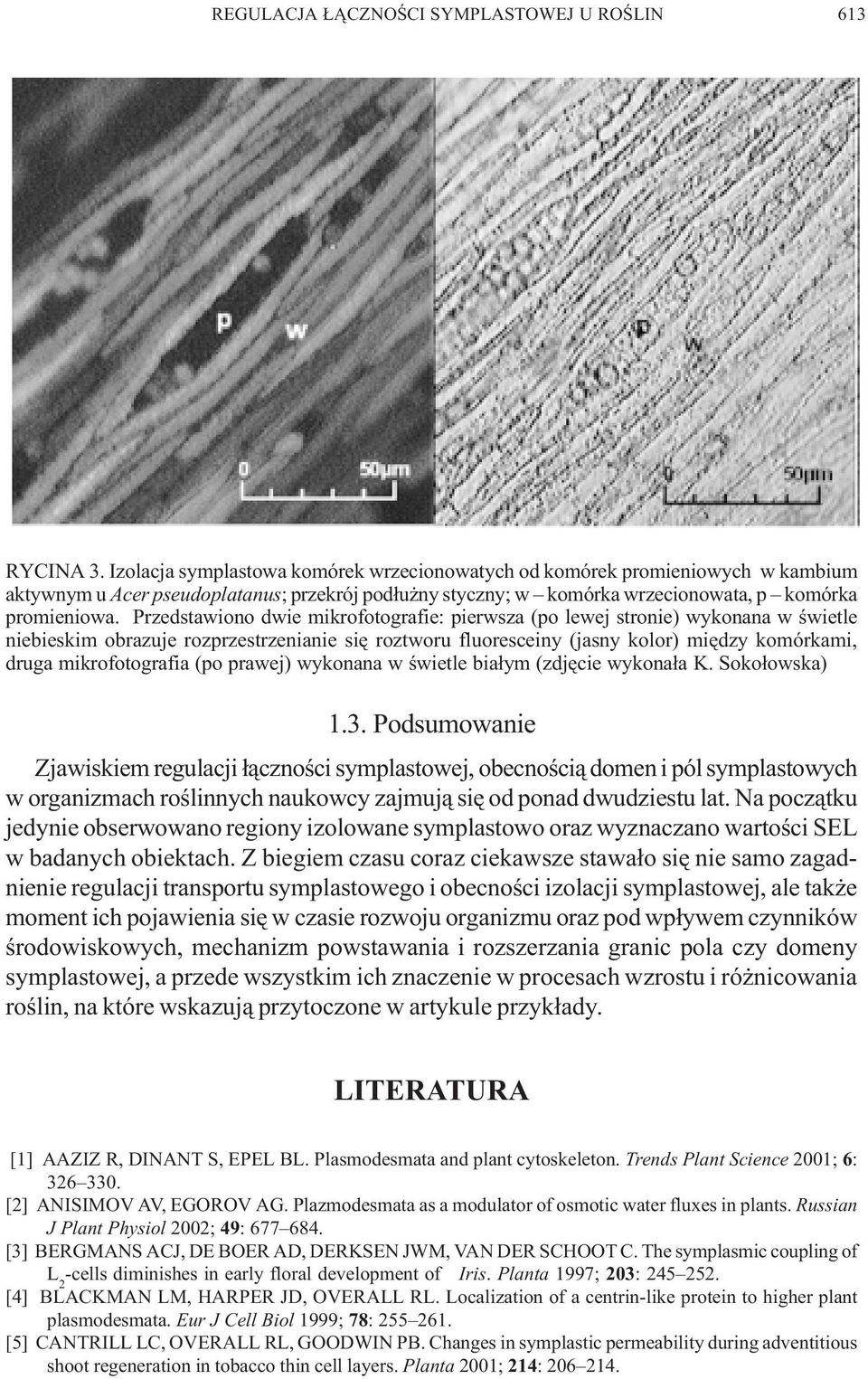 Przedstawiono dwie mikrofotografie: pierwsza (po lewej stronie) wykonana w œwietle niebieskim obrazuje rozprzestrzenianie siê roztworu fluoresceiny (jasny kolor) miêdzy komórkami, druga