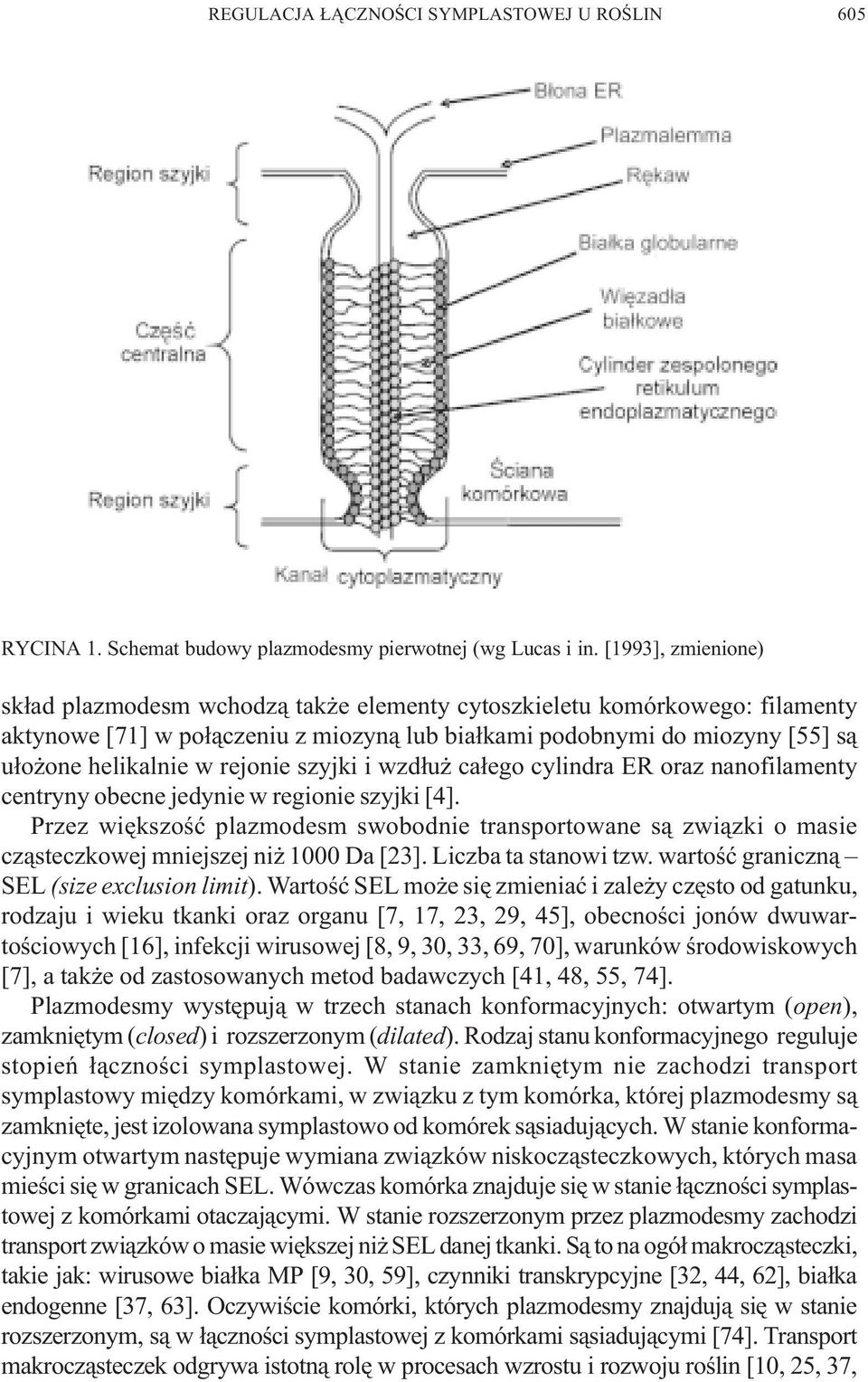 rejonie szyjki i wzd³u ca³ego cylindra ER oraz nanofilamenty centryny obecne jedynie w regionie szyjki [4].