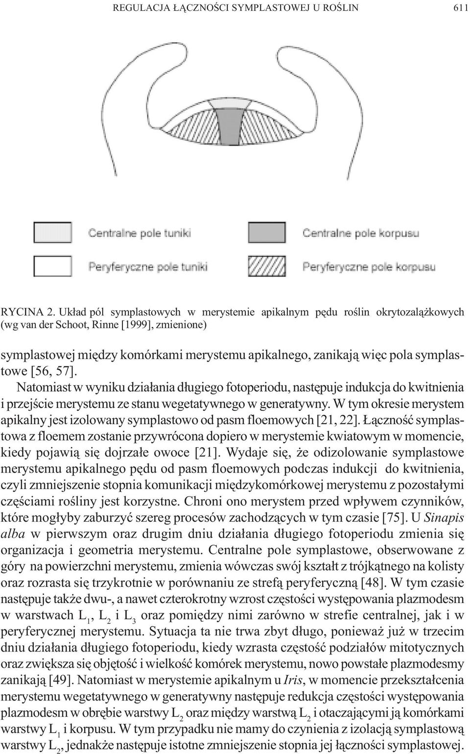 symplastowe [56, 57]. Natomiast w wyniku dzia³ania d³ugiego fotoperiodu, nastêpuje indukcja do kwitnienia i przejœcie merystemu ze stanu wegetatywnego w generatywny.