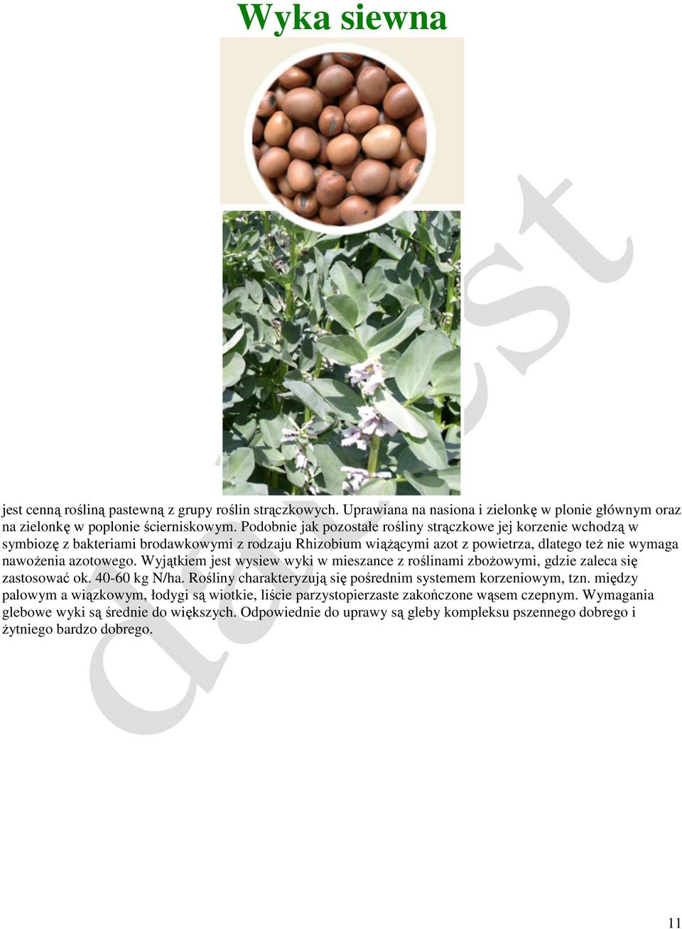 azotowego. Wyjątkiem jest wysiew wyki w mieszance z roślinami zbożowymi, gdzie zaleca się zastosować ok. 40-60 kg N/ha. Rośliny charakteryzują się pośrednim systemem korzeniowym, tzn.