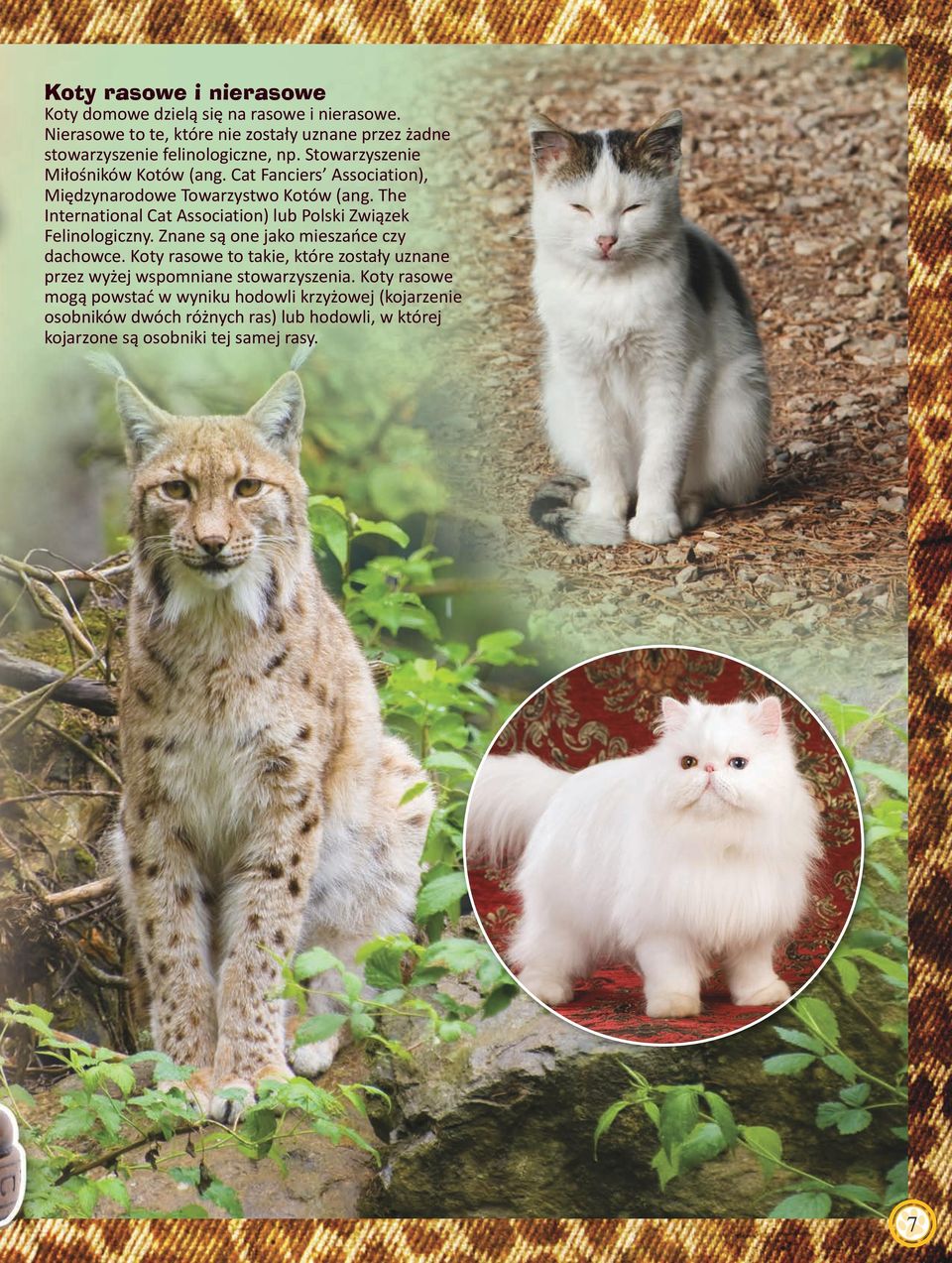 Cat Fanciers Association), Międzynarodowe Towarzystwo Kotów (ang. The International Cat Association) lub Polski Związek Felinologiczny.