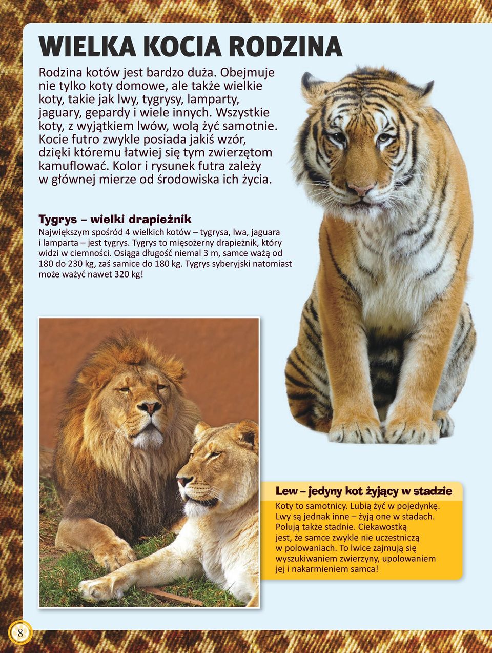 Kolor i rysunek futra zależy w głównej mierze od środowiska ich życia. Tygrys wielki drapieżnik Największym spośród 4 wielkich kotów tygrysa, lwa, jaguara i lamparta jest tygrys.