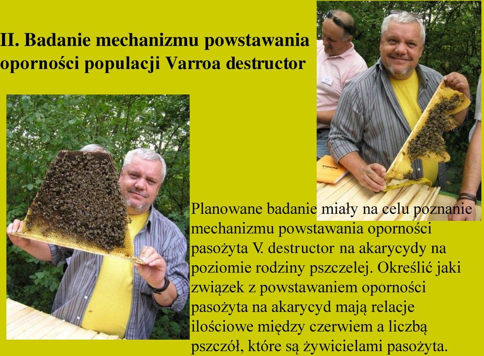 destructor na akarycydy na poziomie rodziny pszczelej.