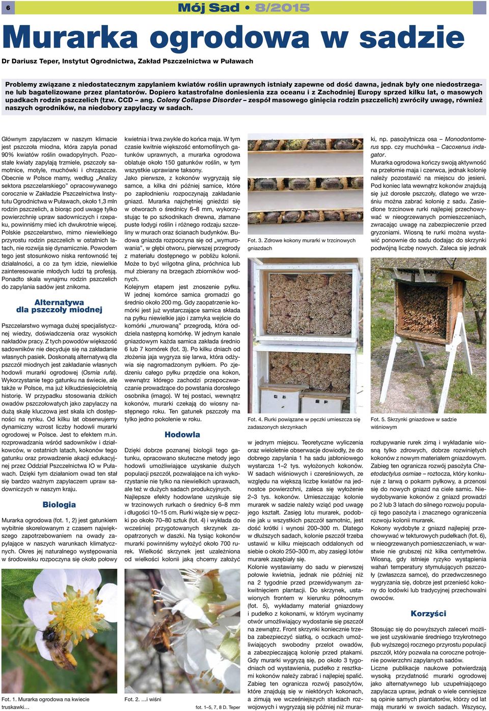 Dopiero katastrofalne doniesienia zza oceanu i z Zachodniej Europy sprzed kilku lat, o masowych upadkach rodzin pszczelich (tzw. CCD ang.