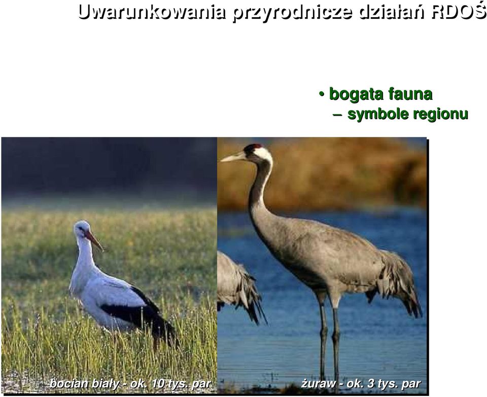 symbole regionu bocian biały -