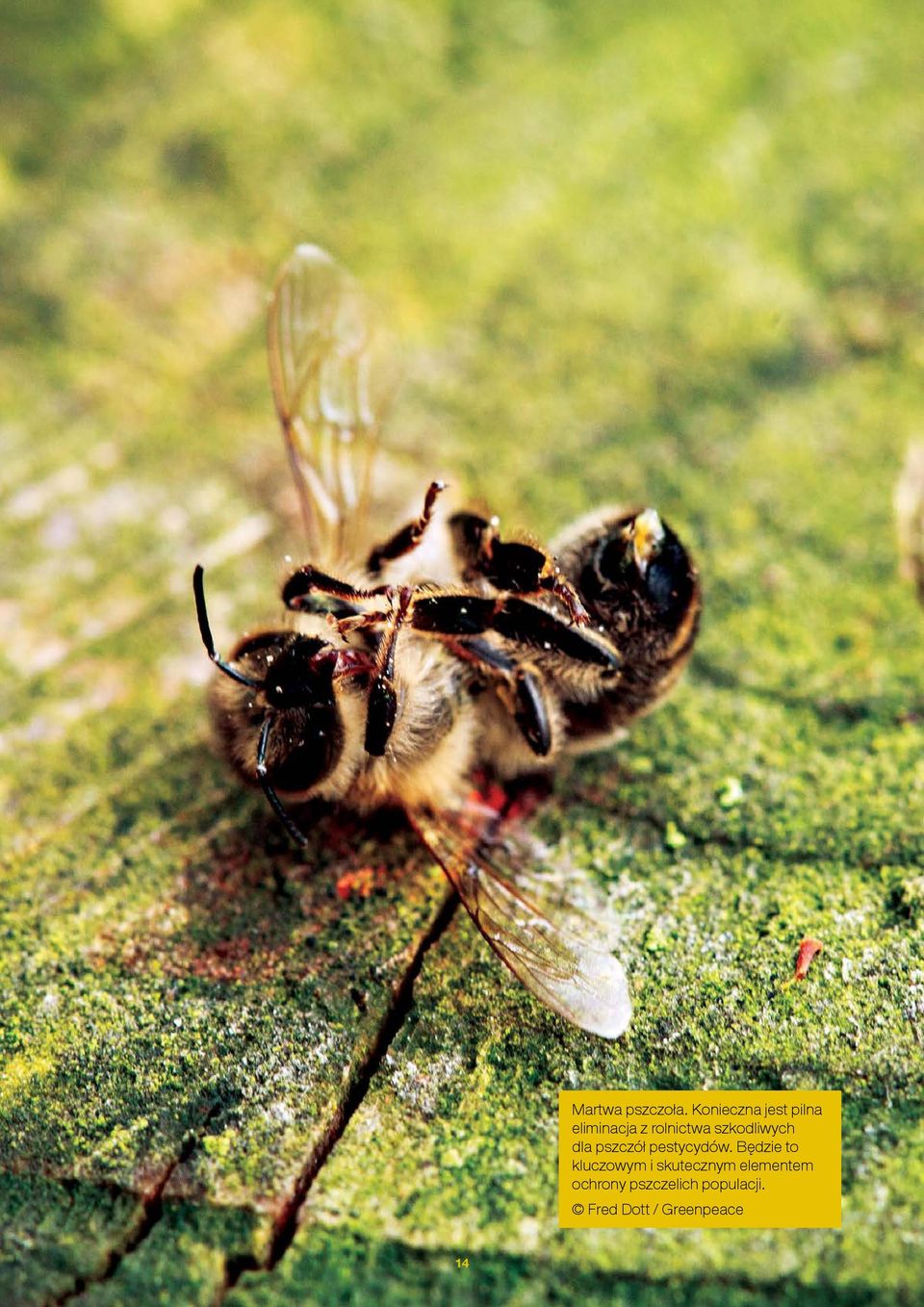 szkodliwych dla pszczół pestycydów.