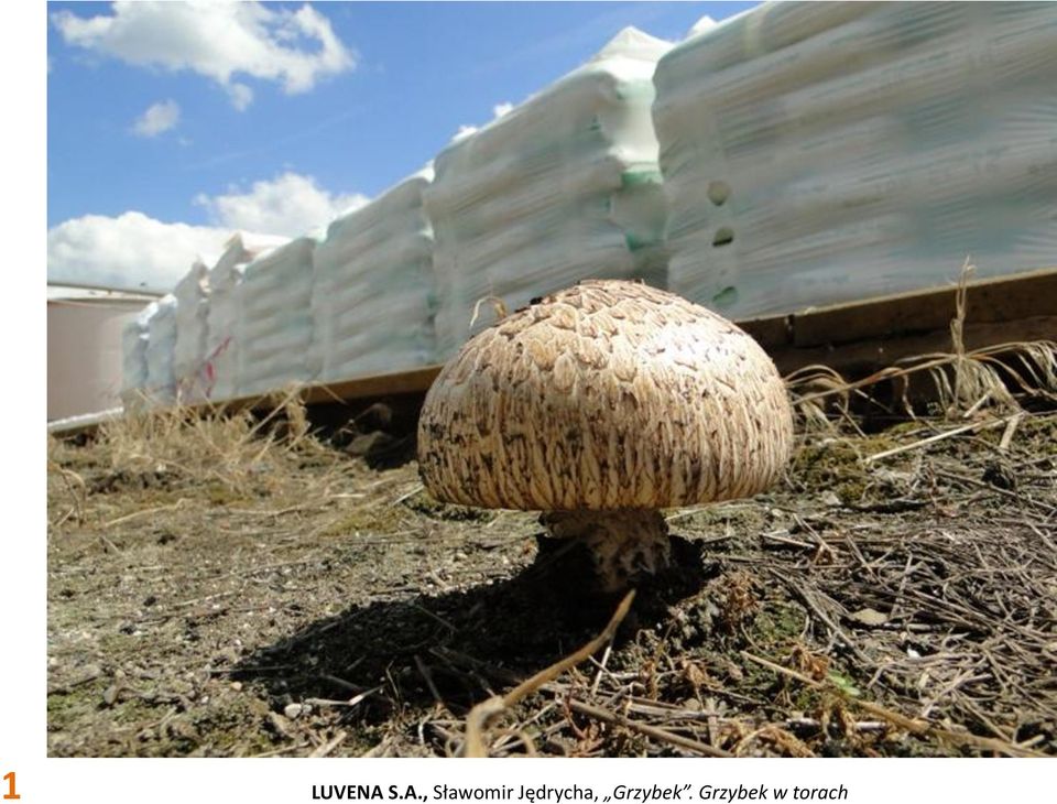 Jędrycha,