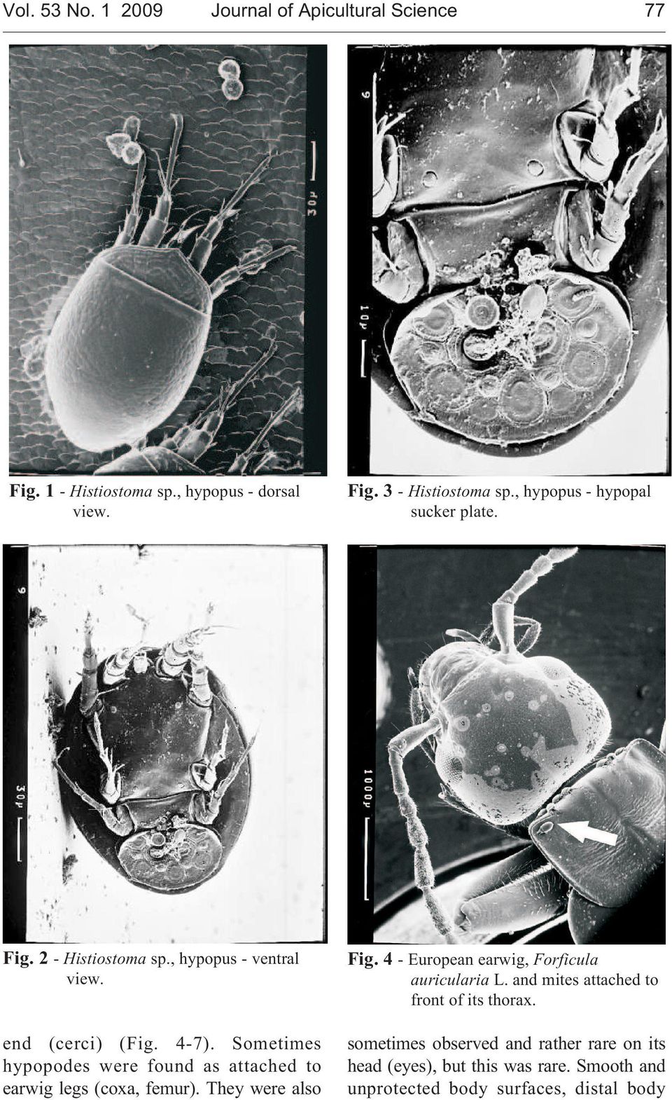 Sometimes hypopodes were found as attached to earwig legs (coxa, femur). They were also Fig.