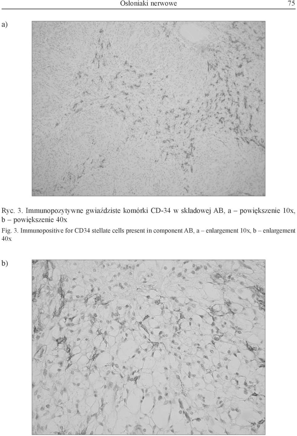 powiększenie 10x, b powiększenie 40x Fig. 3.