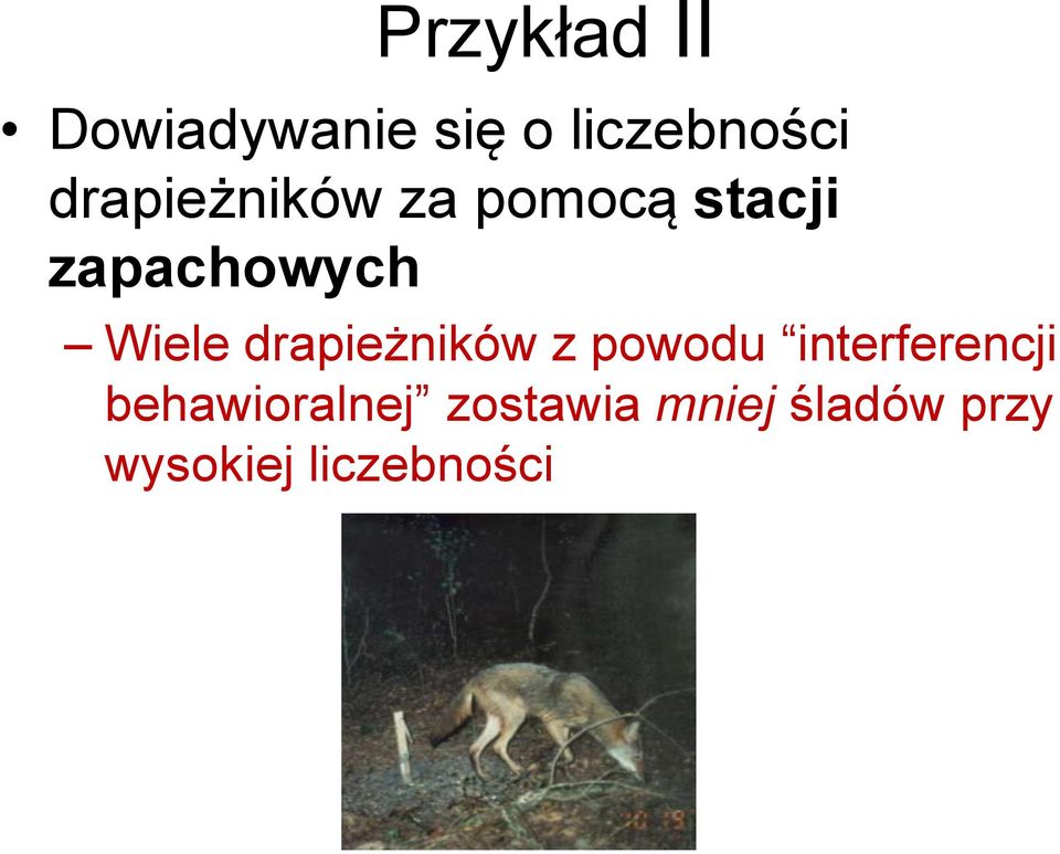 Wiele drapieżników z powodu interferencji