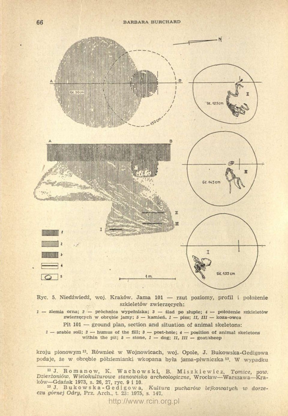 I pies; II, III koza-owca Pit 101 ground plan, section and situation of animal skeletons: 1 arable soil; 2 - humus of the fill; 3 post-hole; 4 position of animal skeletons within the pit; 5 stone, I