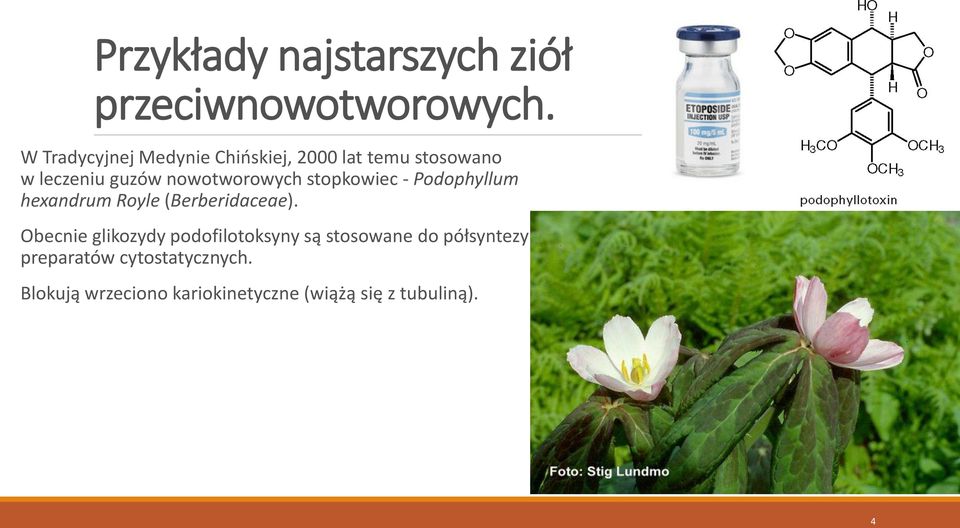 nowotworowych stopkowiec - Podophyllum hexandrum Royle (Berberidaceae).